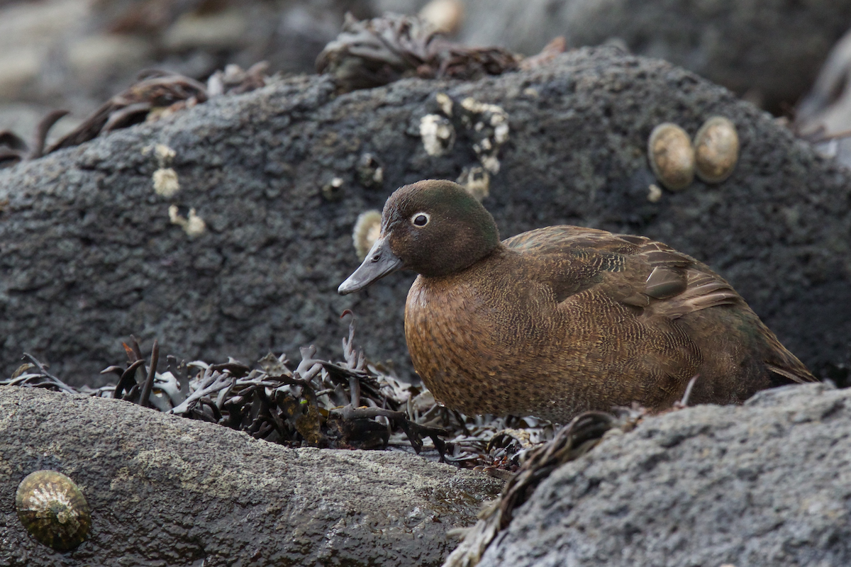 Auckland Islands Teal - ML116831361