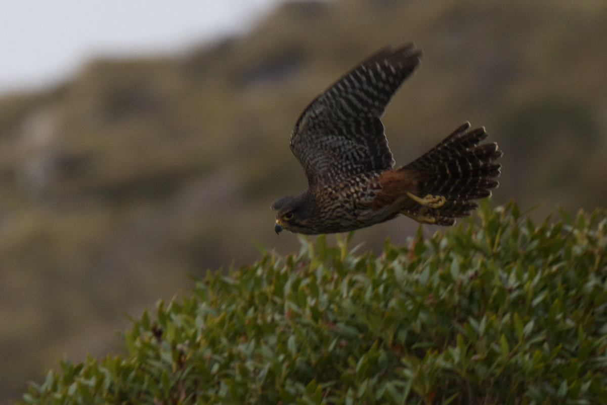 New Zealand Falcon - ML116831381