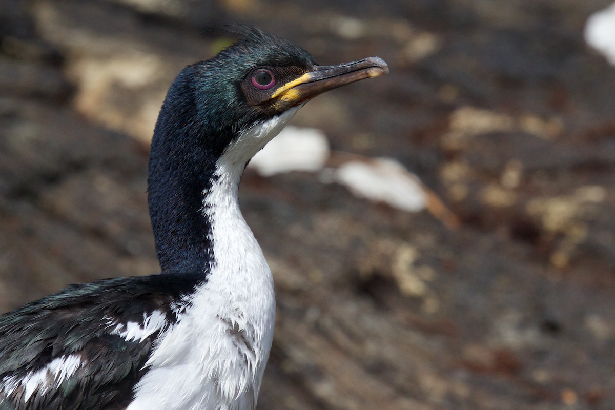 Auckland Islands Shag - ML116831391