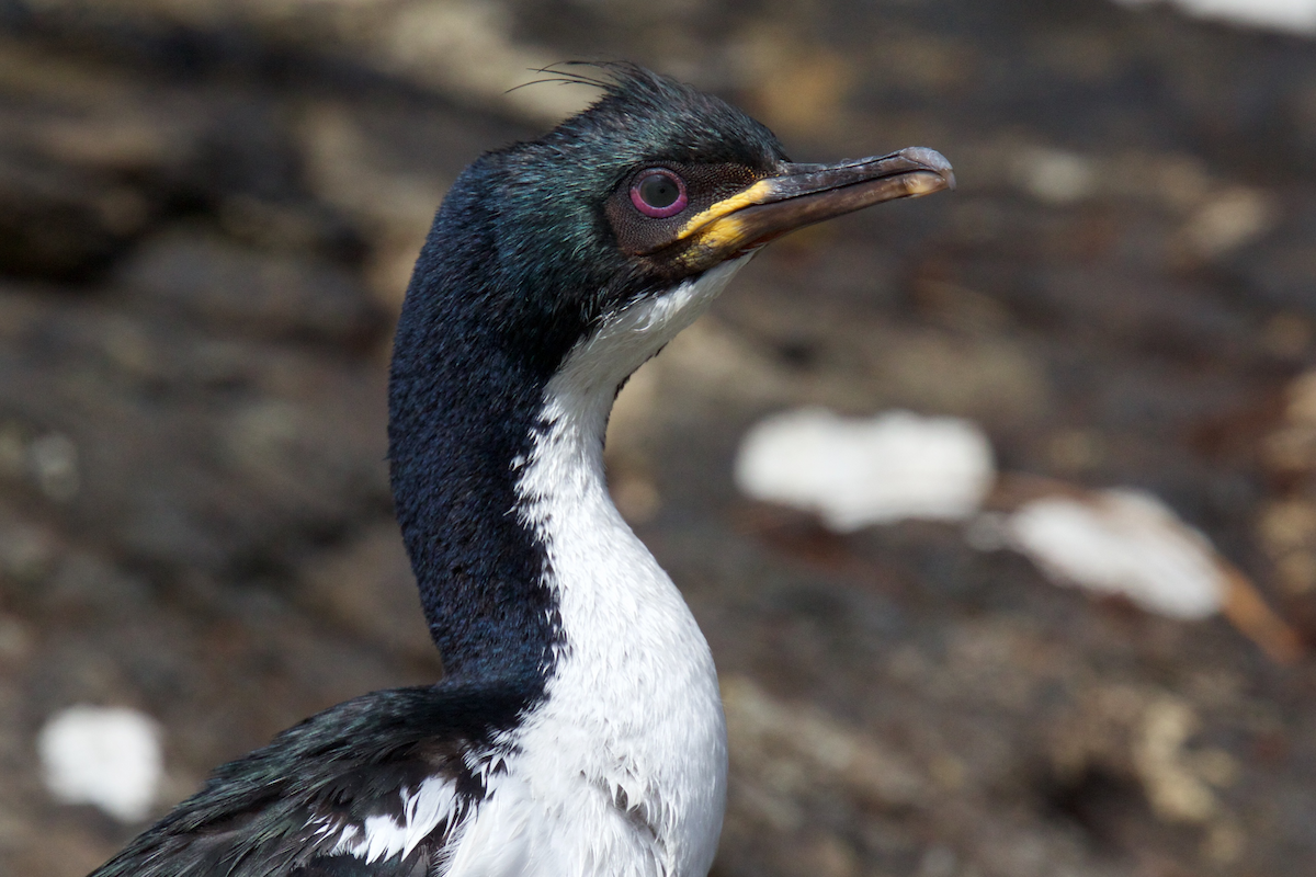 Auckland Islands Shag - ML116831401