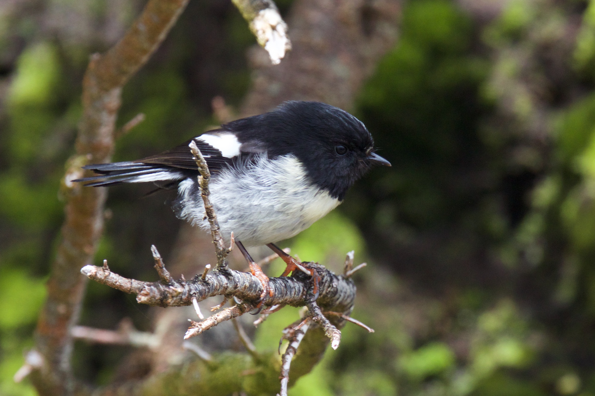 Tomtit Bülbülü - ML116831491