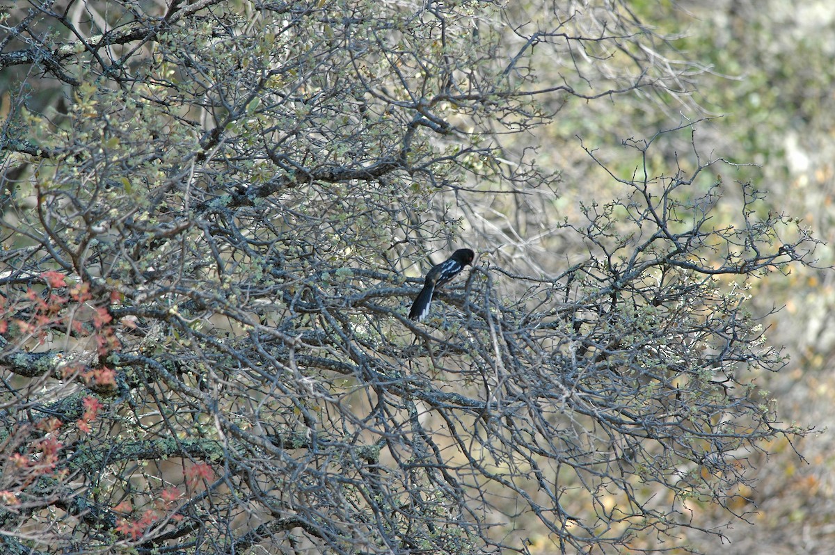 Spotted Towhee - ML116831511