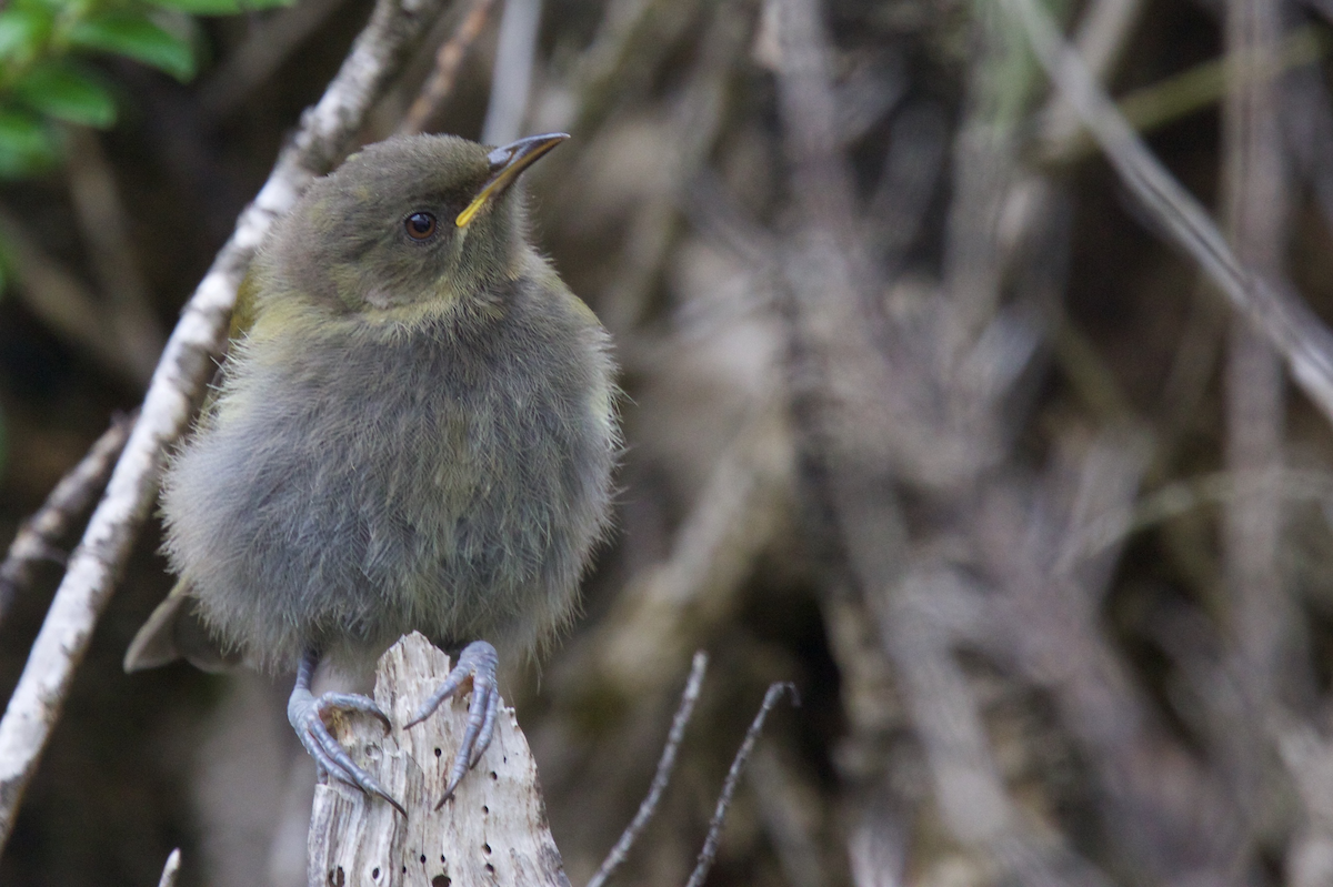 New Zealand Bellbird - ML116831551