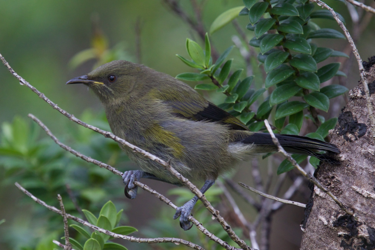 New Zealand Bellbird - ML116831571