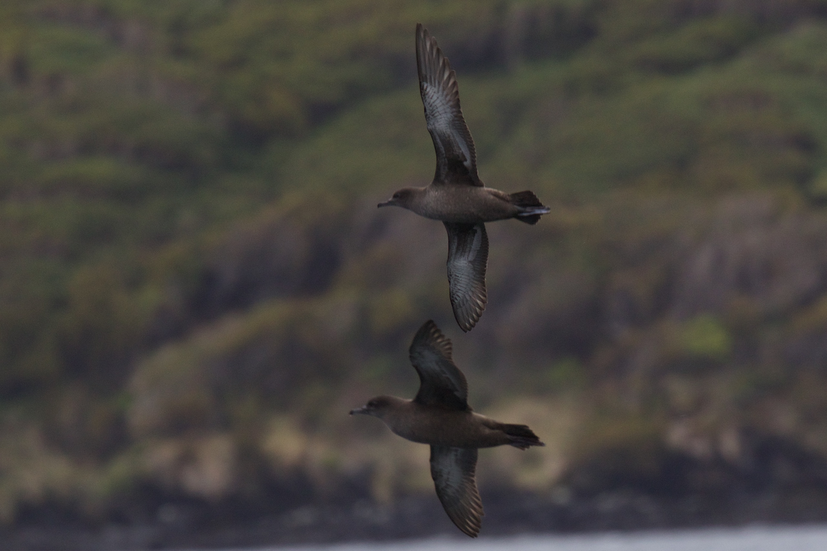 Sooty Shearwater - ML116831611