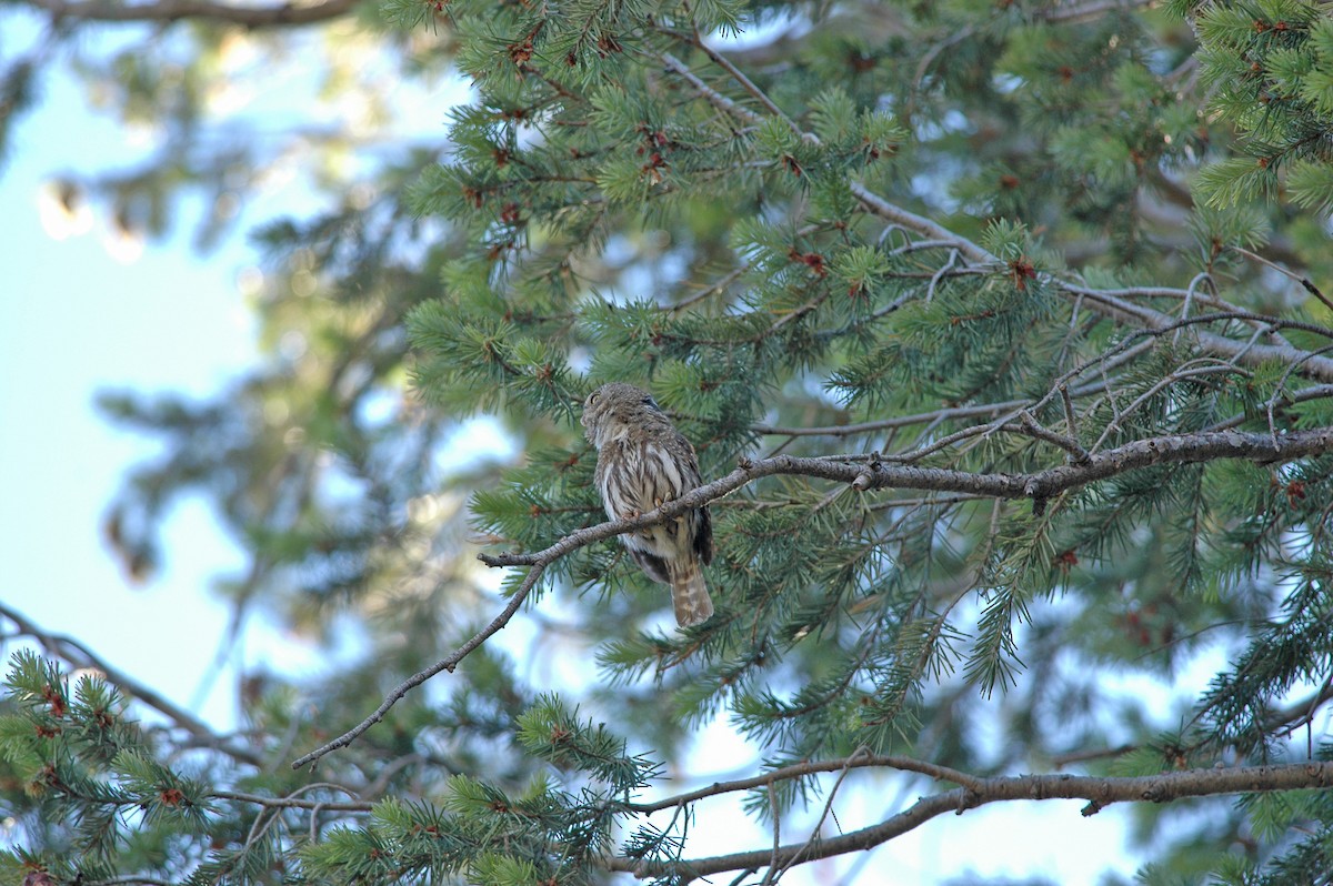 Northern Pygmy-Owl (Mountain) - ML116833841