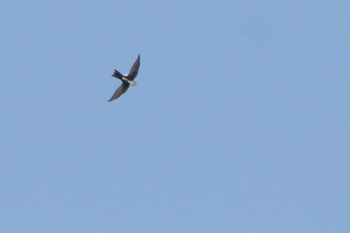 White-throated Swift - ML116834191