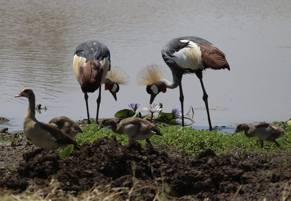 Gray Crowned-Crane - ML116836661