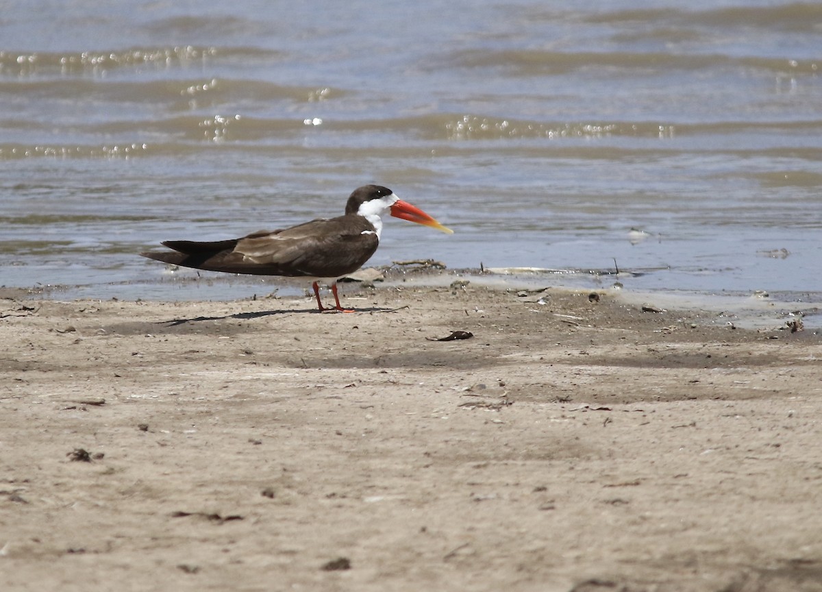 Африканский водорез - ML116836781