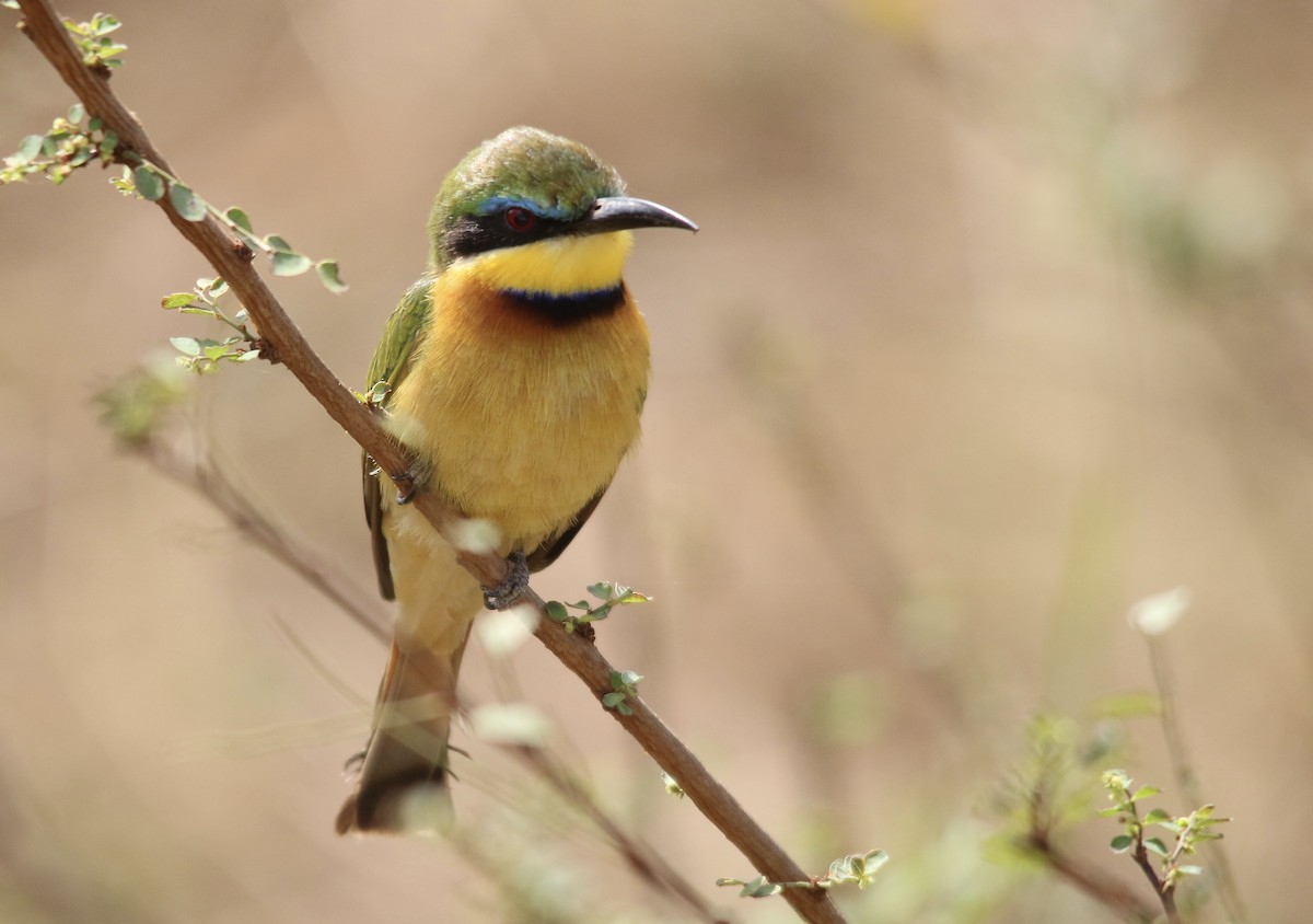 Little Bee-eater - ML116836901