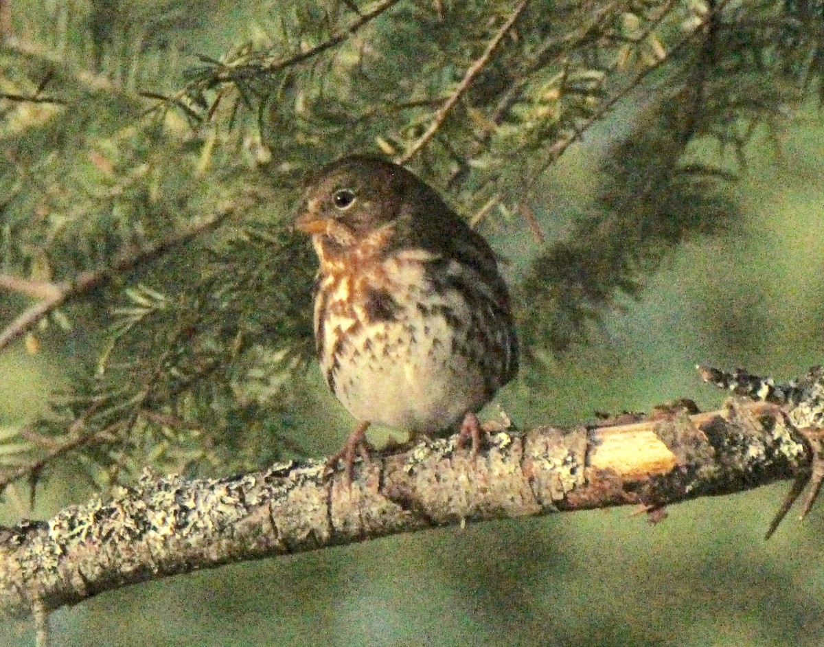 Fox Sparrow - ML116837401