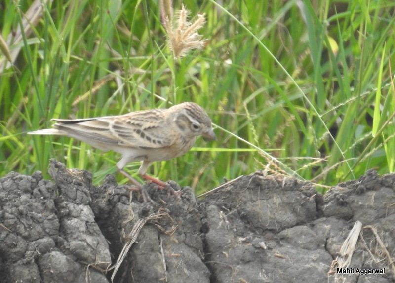 Greater Short-toed Lark - Mohit Aggarwal