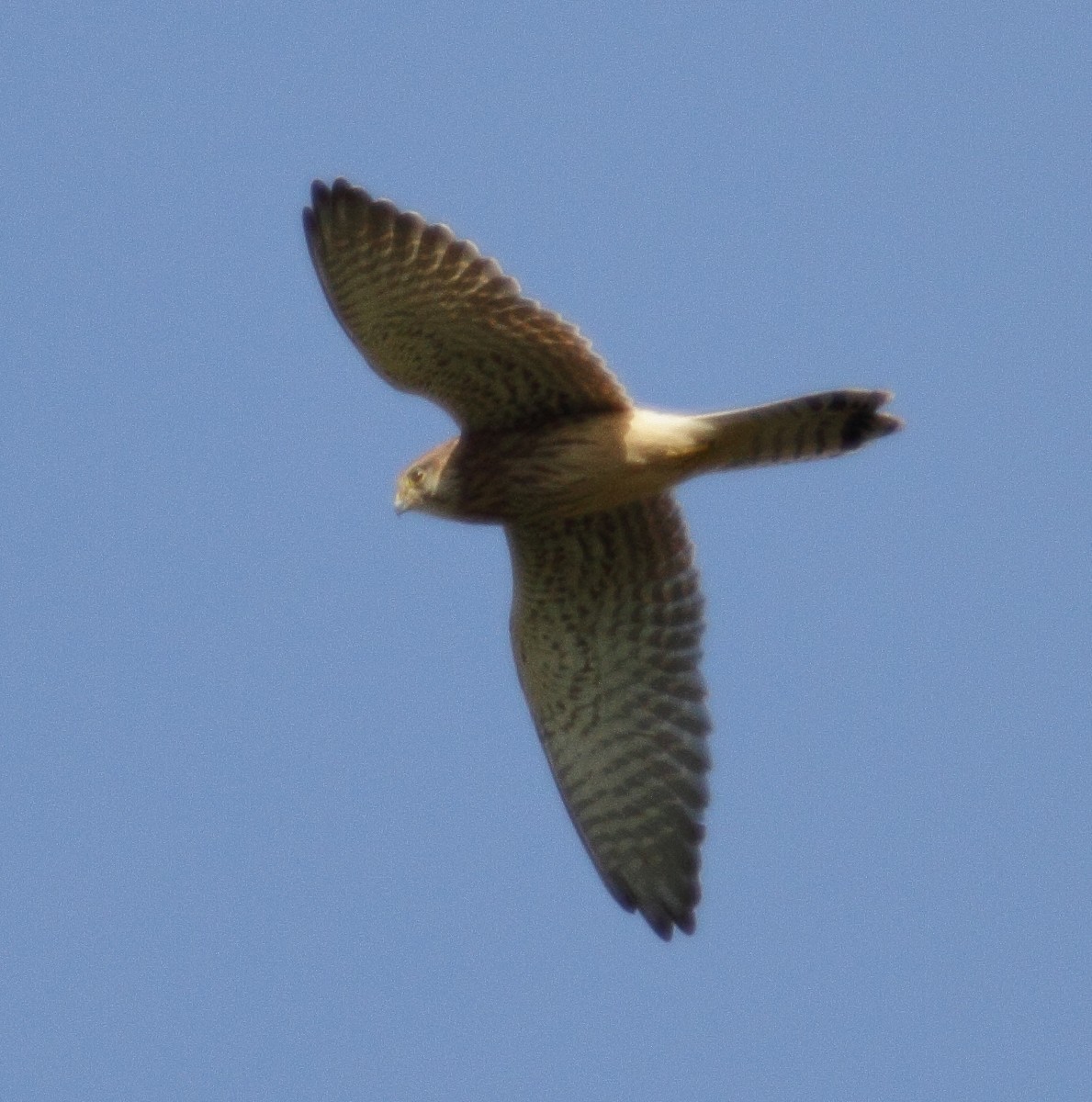 Eurasian Kestrel - ML116837961