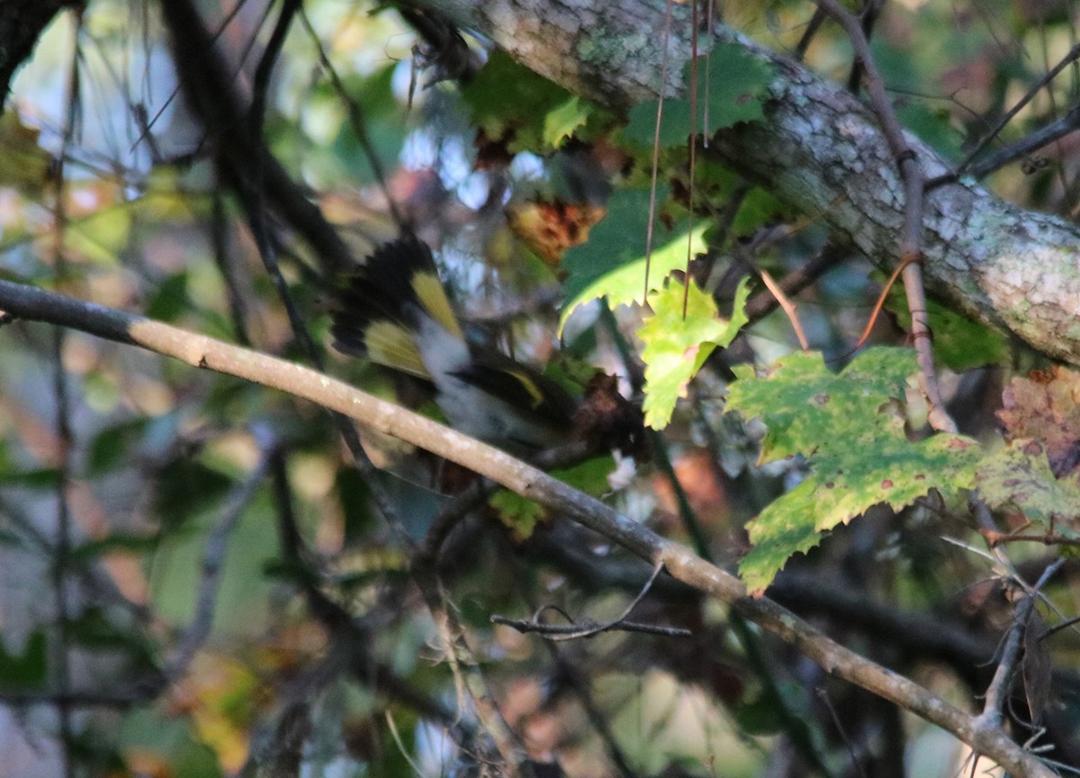 American Redstart - ML116838311