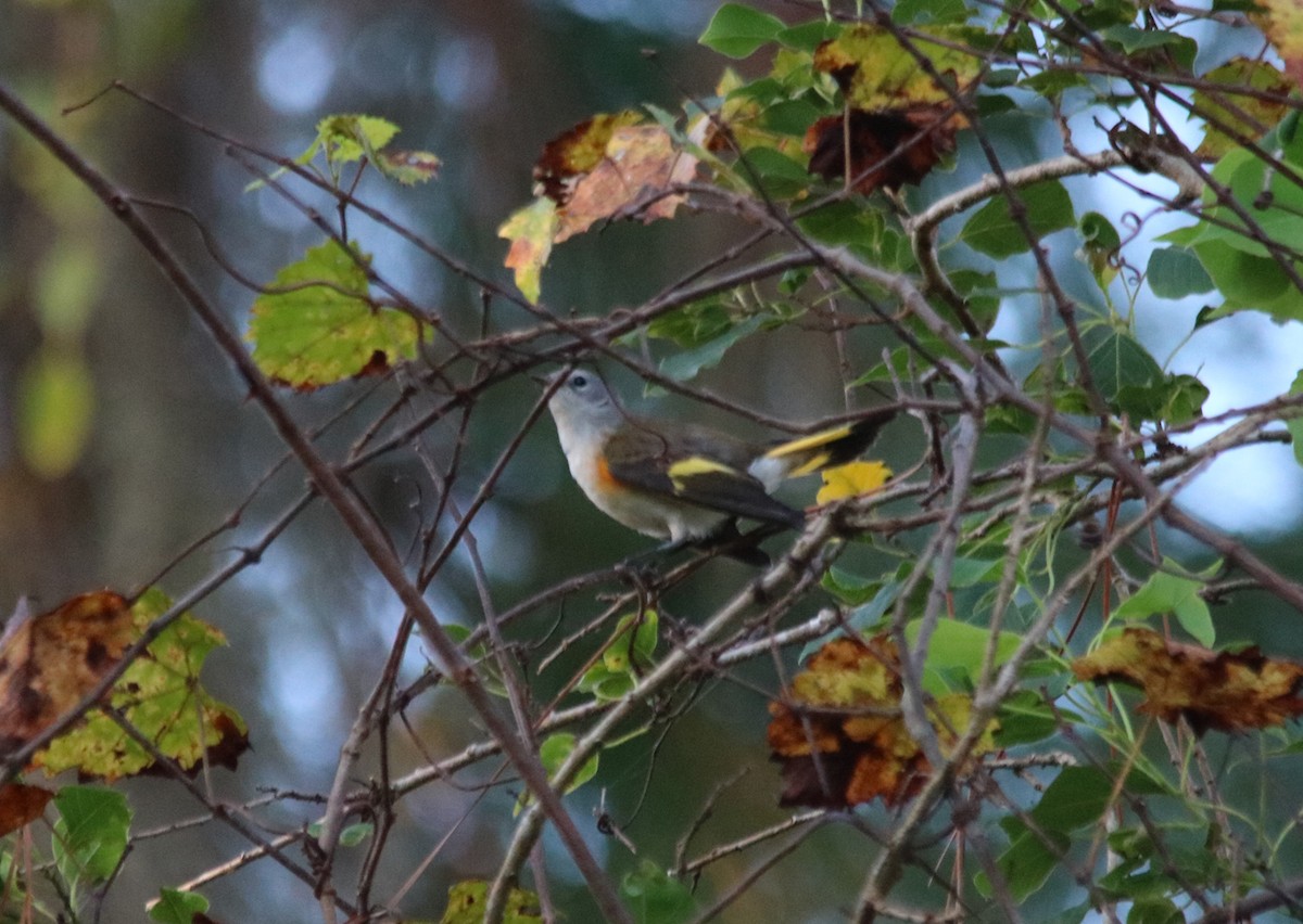 American Redstart - ML116838361