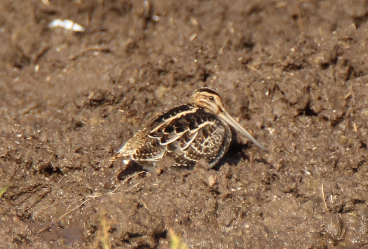 bekasina severoamerická - ML116838501