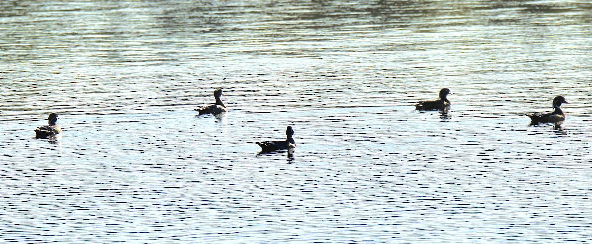 Wood Duck - ML116838611