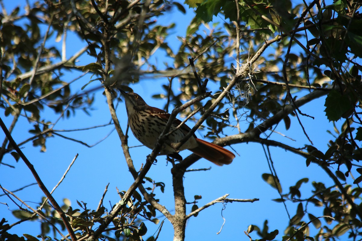 Brown Thrasher - ML116838831