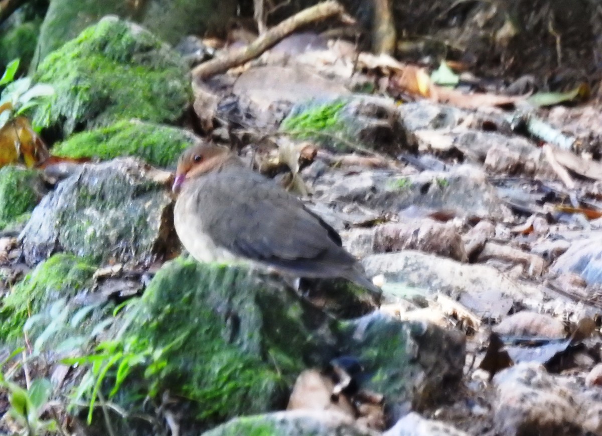 Ruddy Quail-Dove - ML116839451