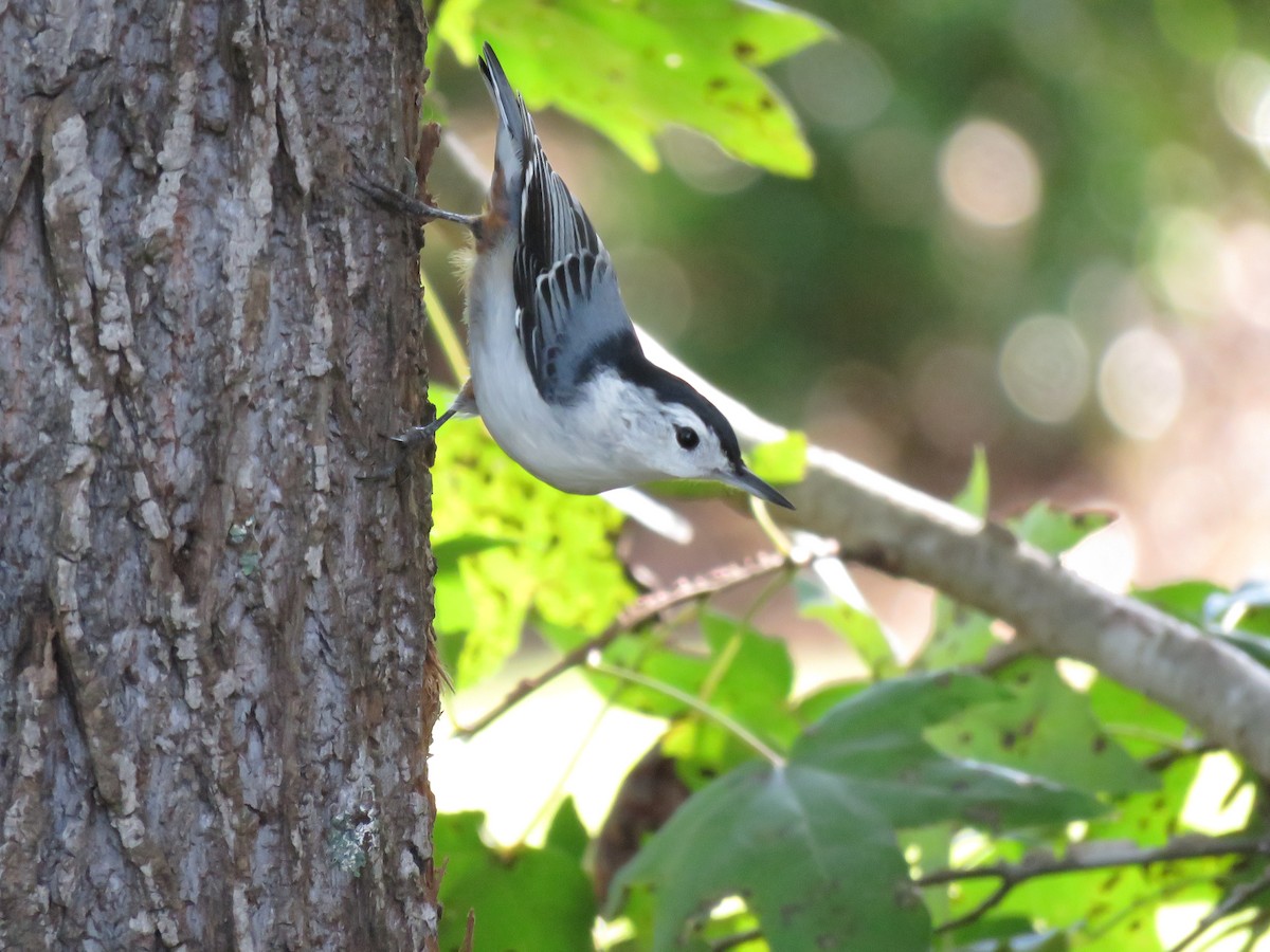 White-breasted Nuthatch - ML116841841