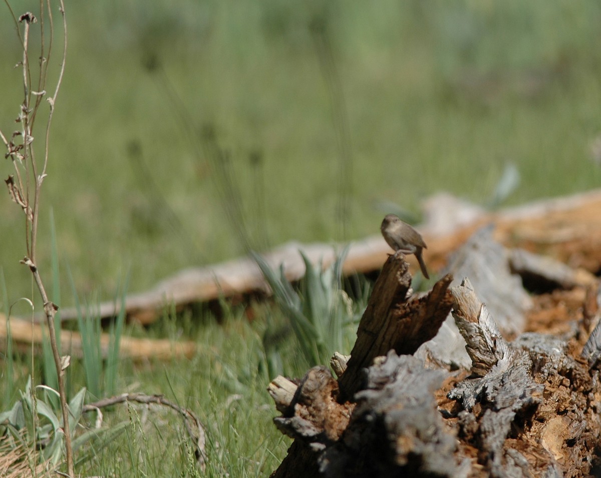 House Wren - ML116842561