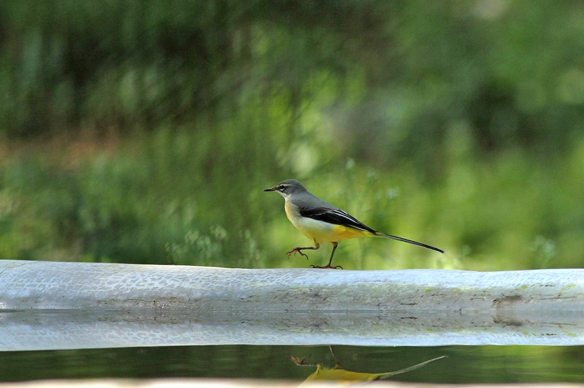 Gray Wagtail - PANKAJ GUPTA