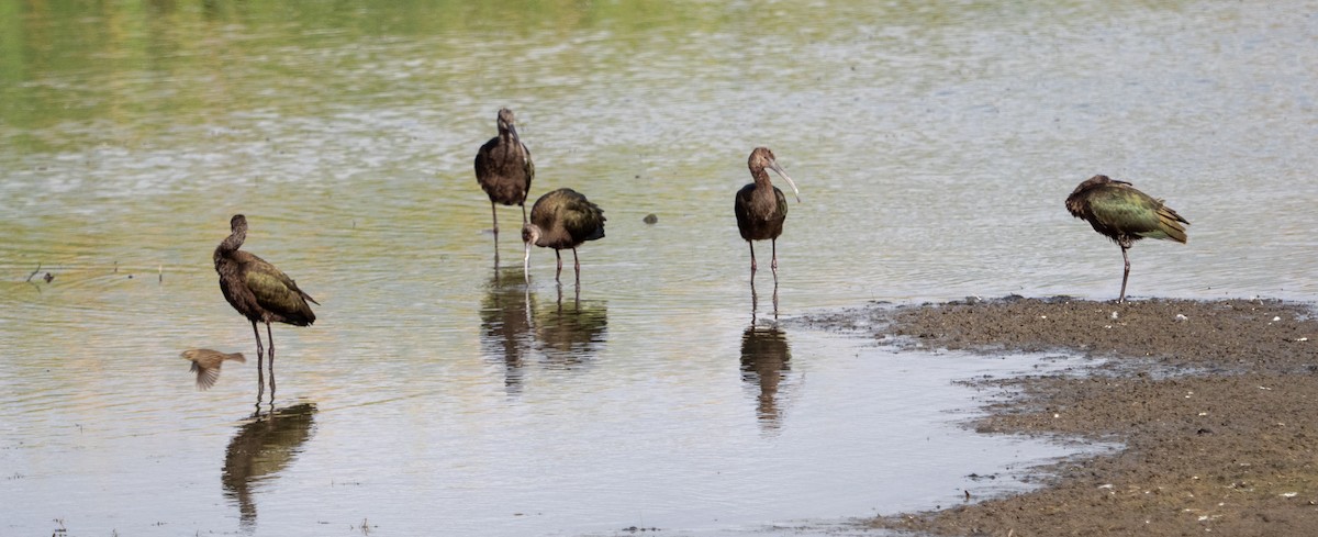 White-faced Ibis - Pamela Giles