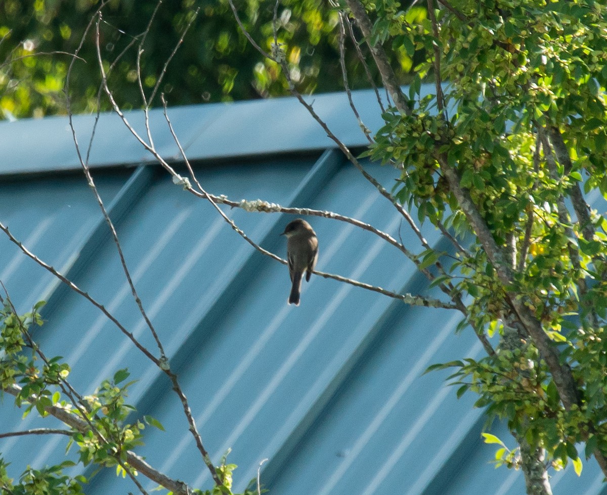 Eastern Phoebe - Aaron Freeman