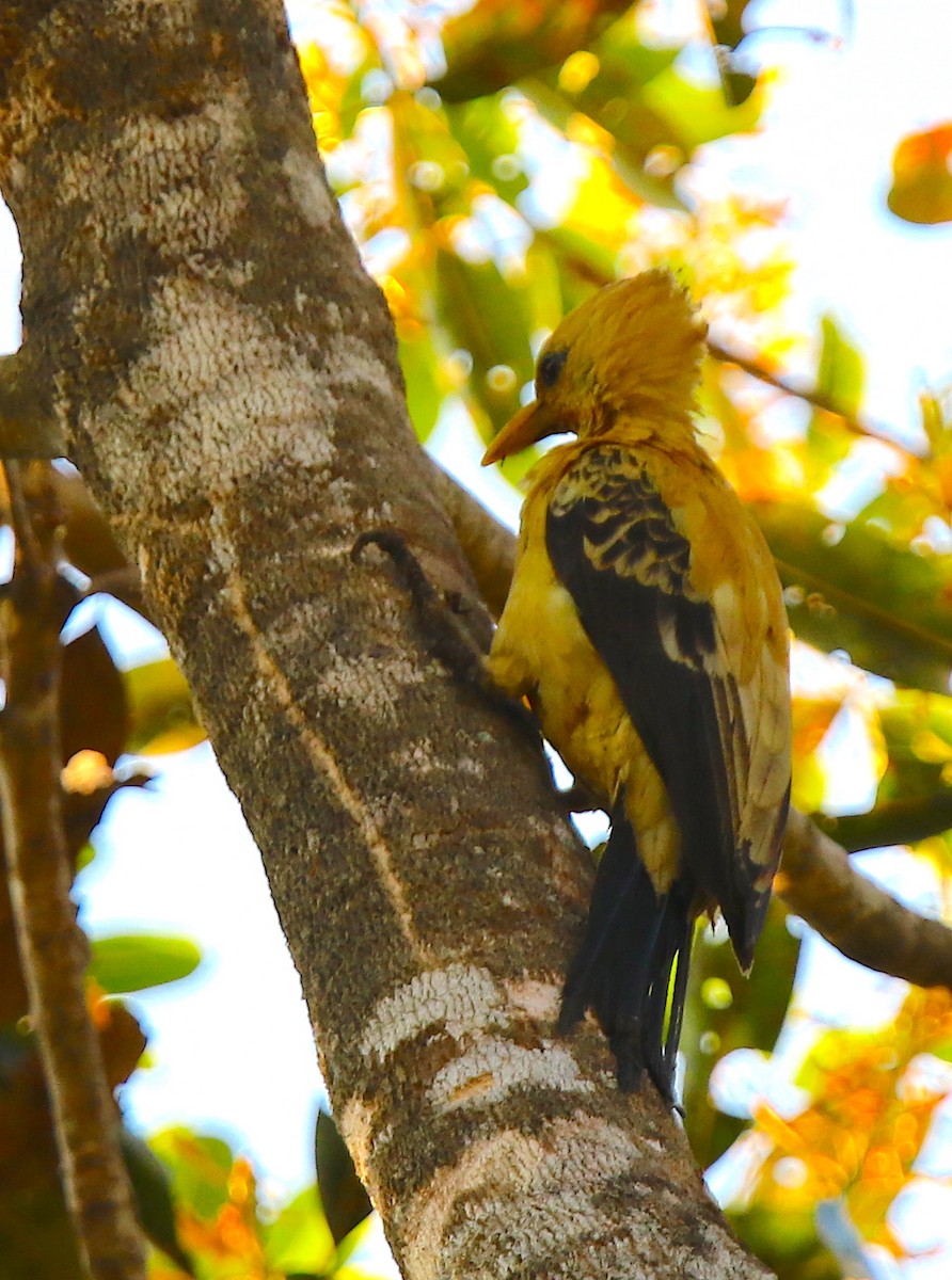 Cream-colored Woodpecker - ML116847301