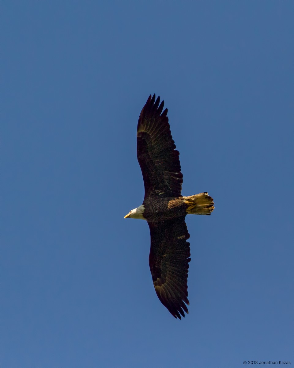 Bald Eagle - ML116847461