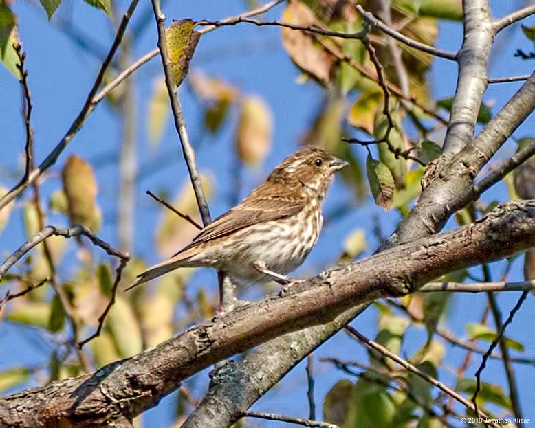 Purple Finch - ML116847491