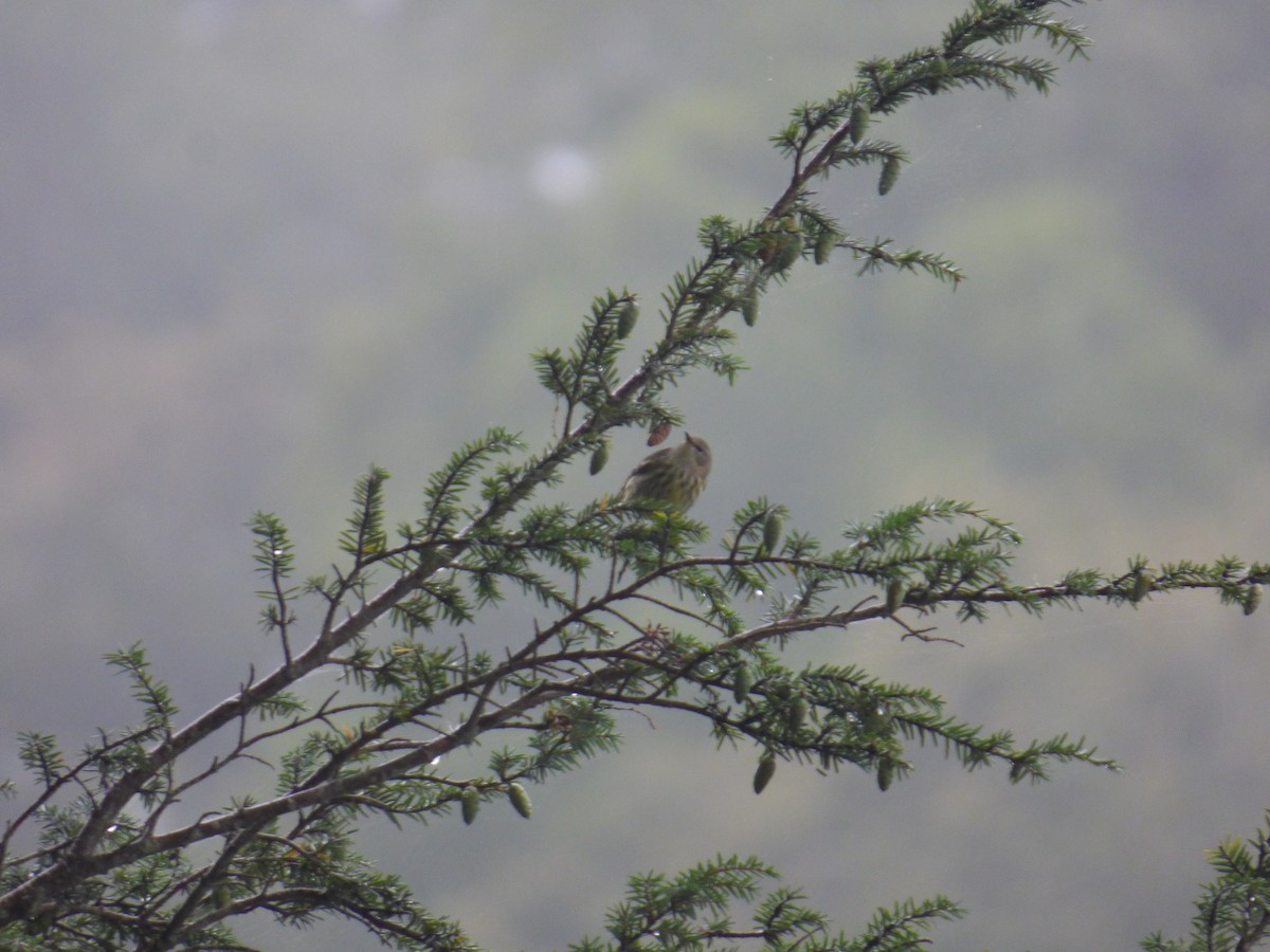 Cape May Warbler - ML116848151
