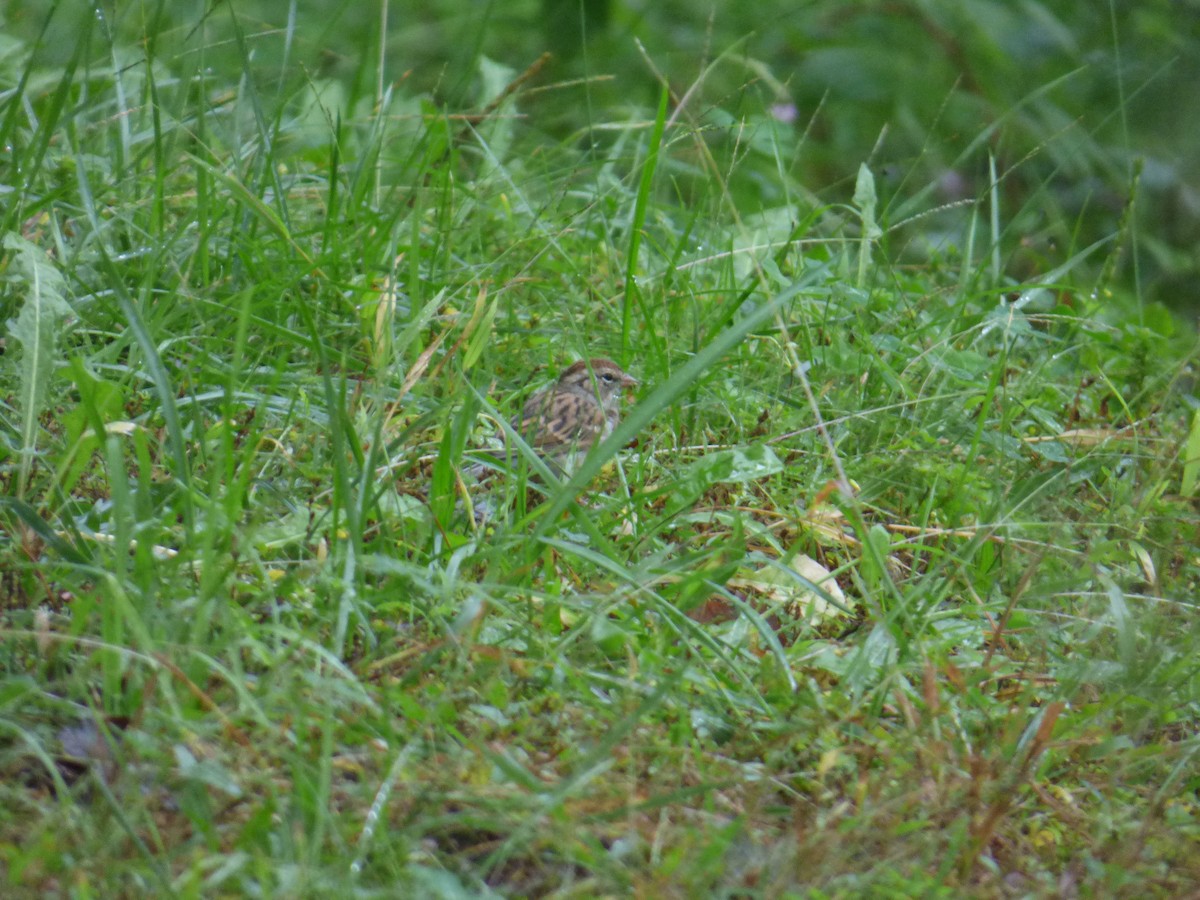 Chipping Sparrow - ML116848241