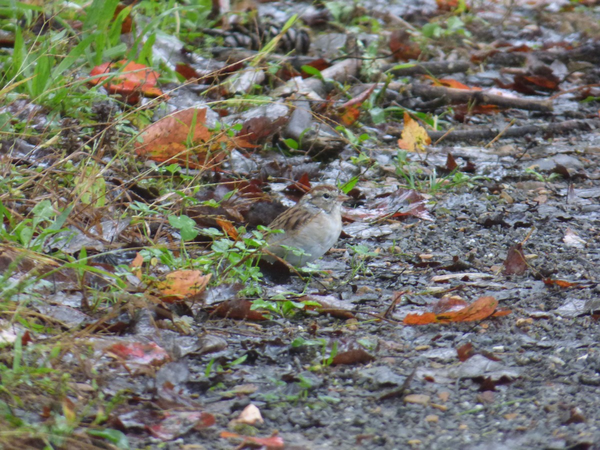 Chipping Sparrow - ML116848301