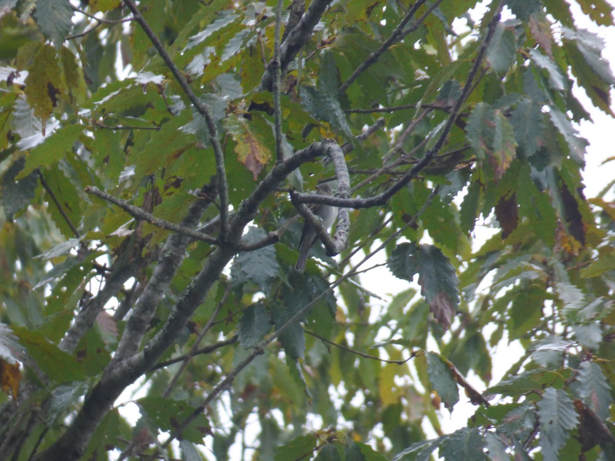 Eastern Wood-Pewee - ML116848461