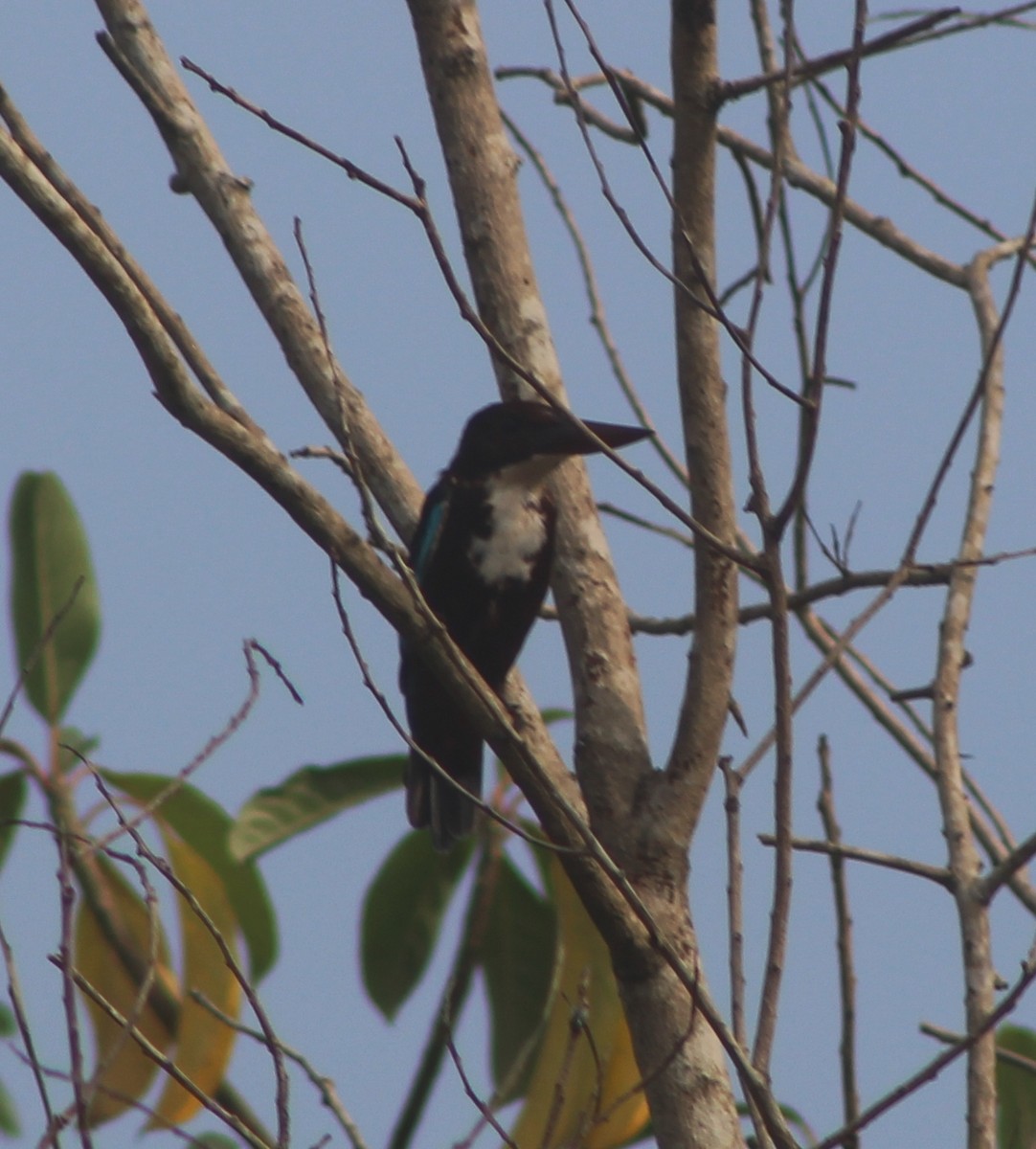 White-throated Kingfisher - ML116848891