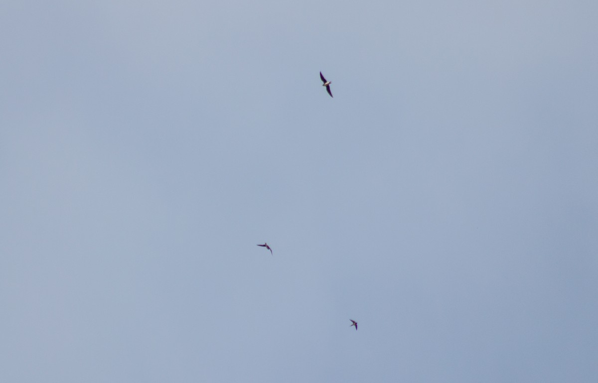 Black-winged Pratincole - ML116849511