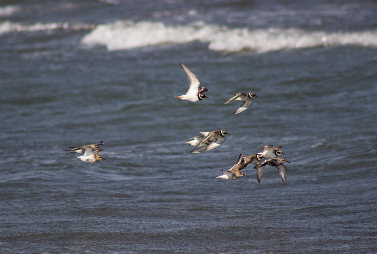 Dunlin - ML116849731