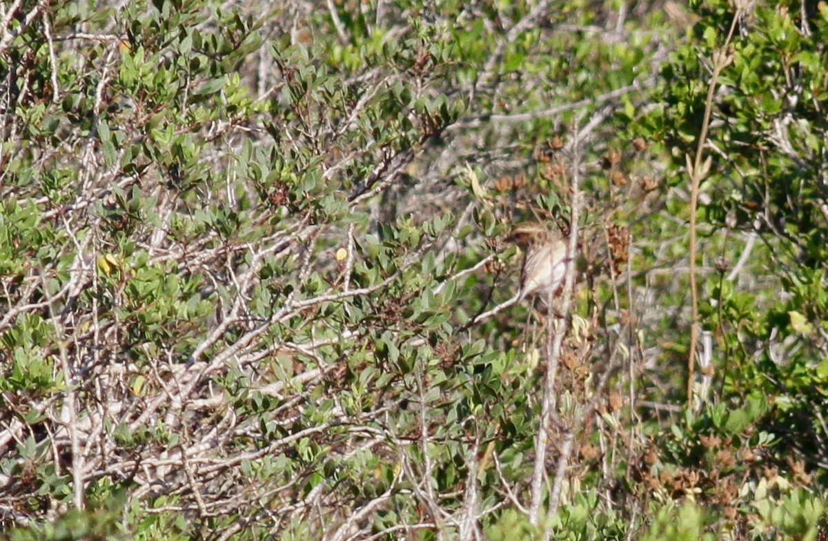 Whinchat - ML116849951