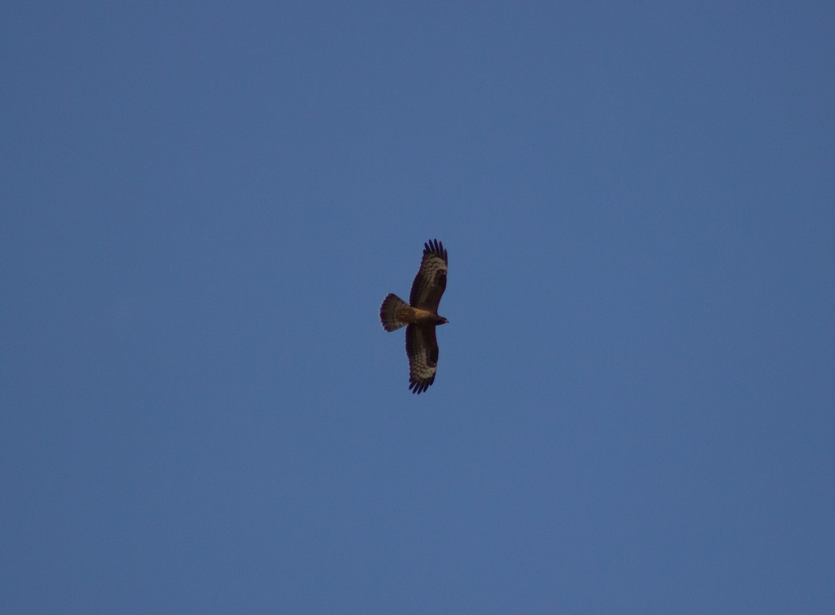 European Honey-buzzard - ML116850171