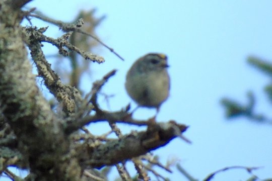 Erregetxo amerikarra - ML116850191