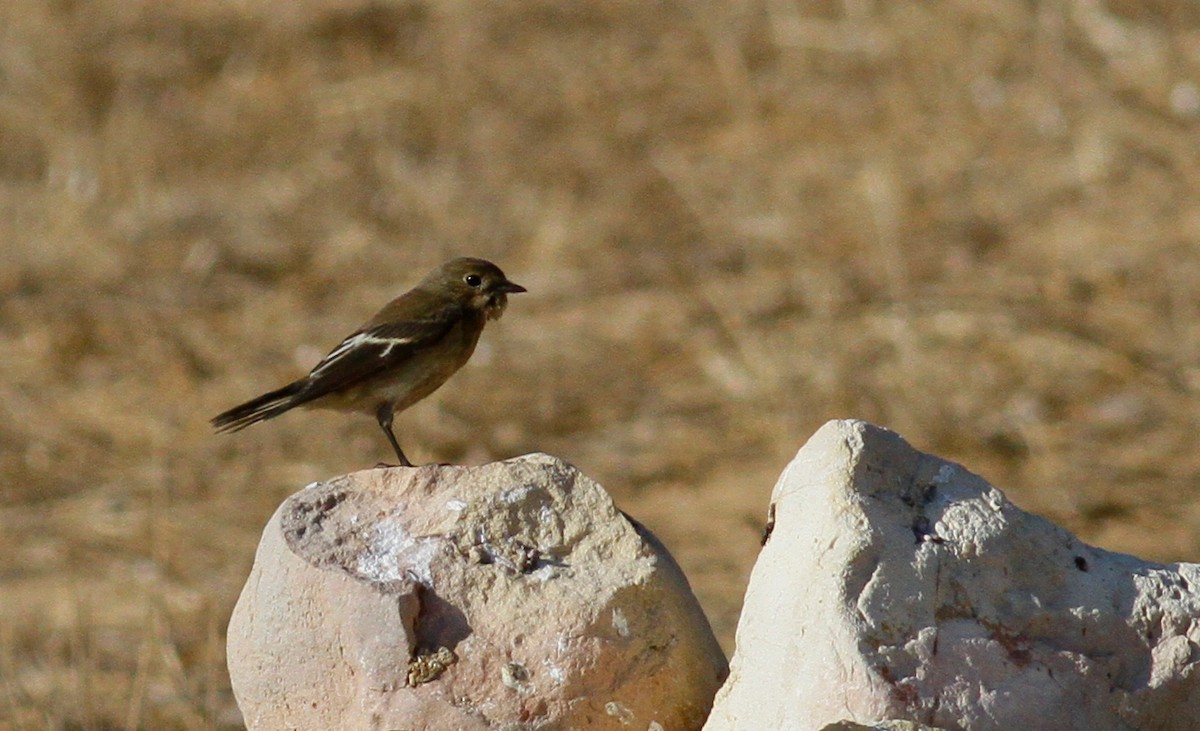 European Pied Flycatcher - ML116850311