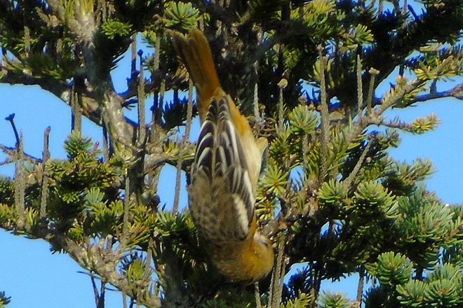 Baltimore Oriole - ML116850321