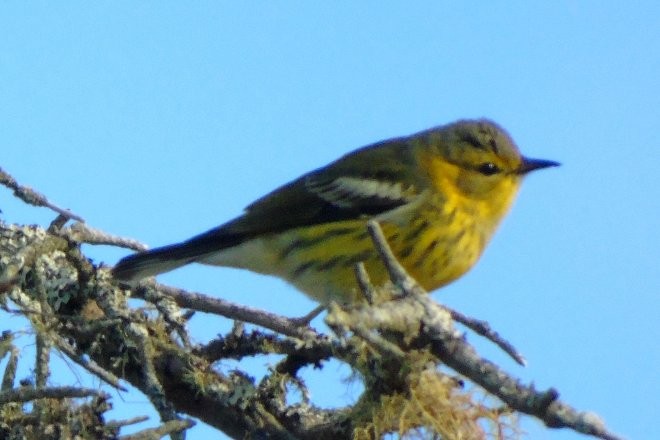 Cape May Warbler - ML116850461