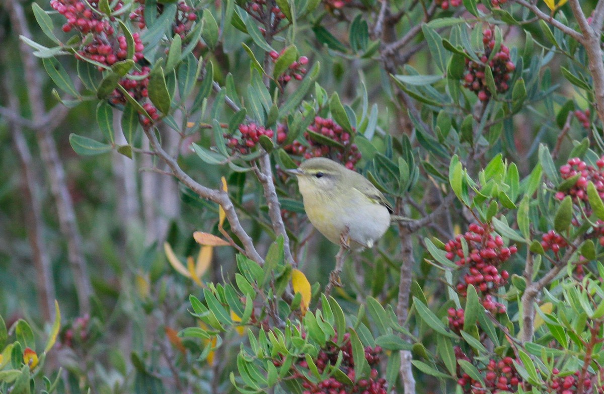 Iberian Chiffchaff - ML116850801