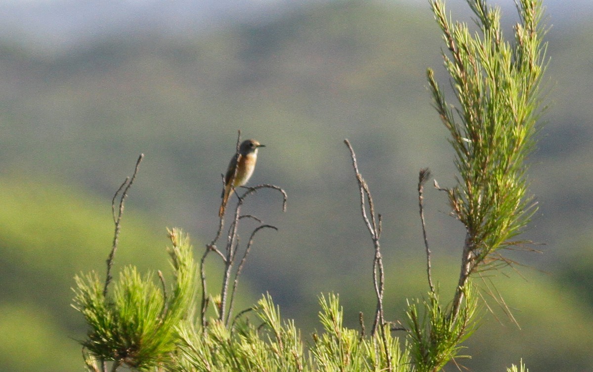 Common Redstart (Common) - ML116850841