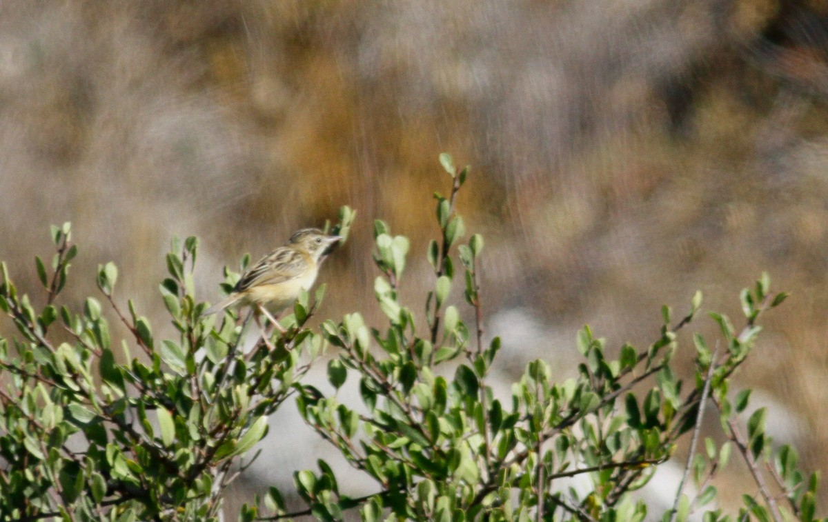 Zitting Cisticola (Western) - ML116851031