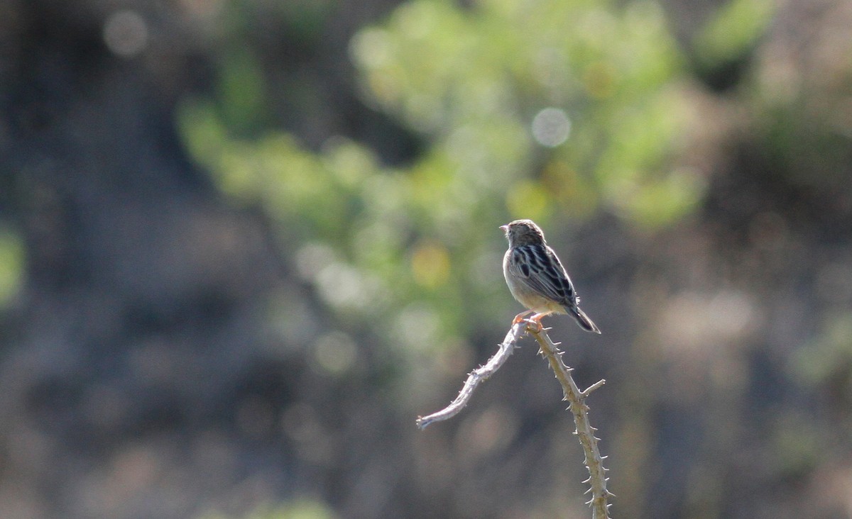 Zitting Cisticola (Western) - ML116851971