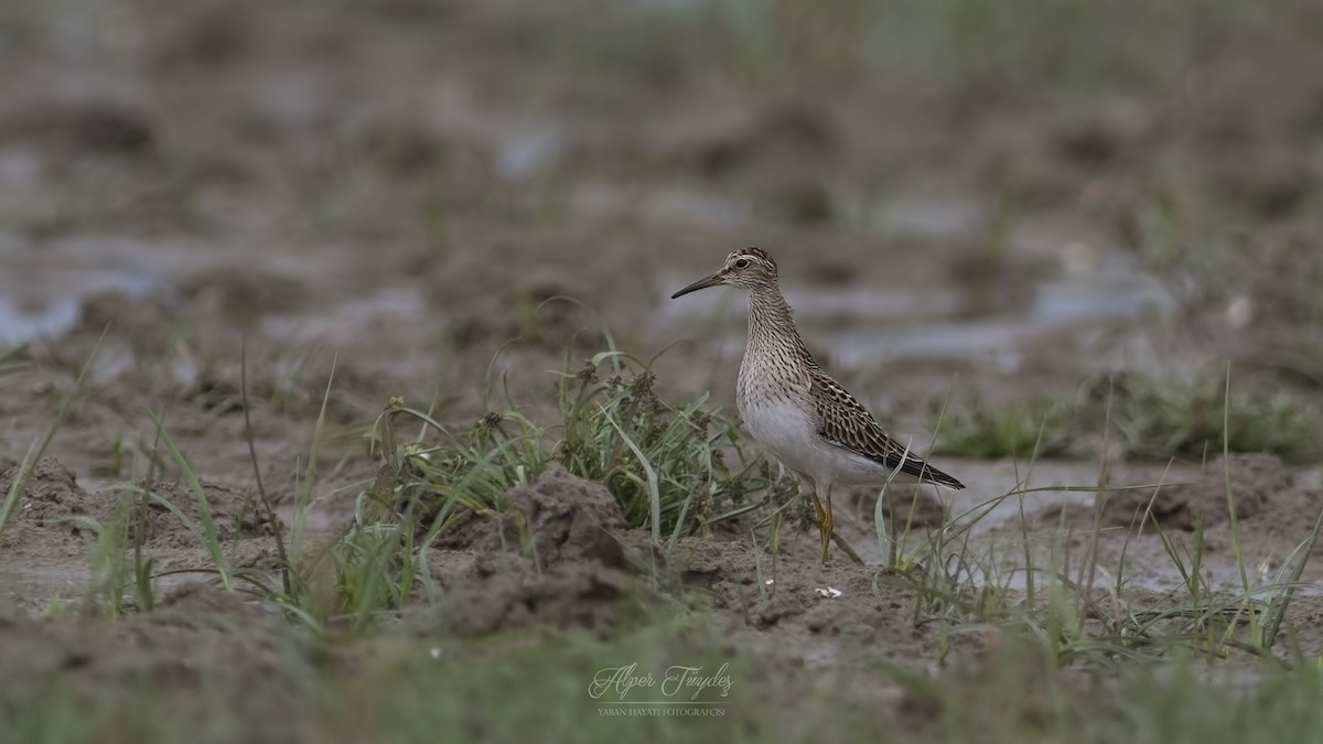 Pectoral Sandpiper - Alper Tüydeş