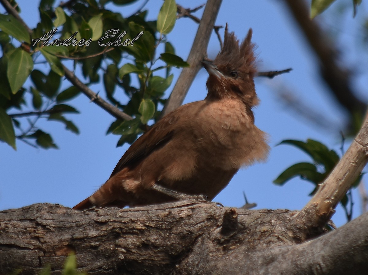 Brown Cacholote - ML116856111